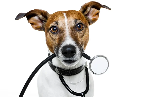 Dog as nurse — Stock Photo, Image