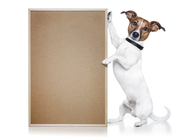 Pies z korka transparent — Zdjęcie stockowe
