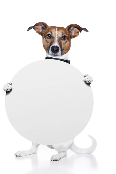 Koira, jolla on valkoinen hallituksen banneri — kuvapankkivalokuva