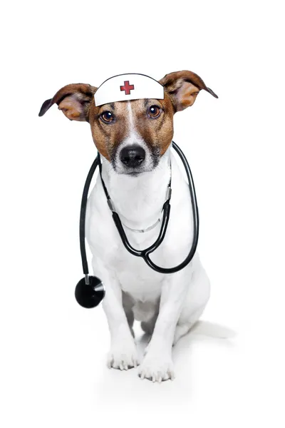 Σκυλί ως νοσοκόμα — Φωτογραφία Αρχείου