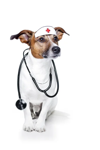 Pies jako pielęgniarka — Zdjęcie stockowe