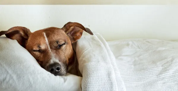 Сон собаки — стоковое фото