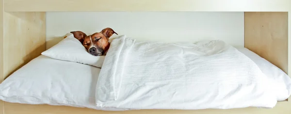 犬の睡眠 — ストック写真