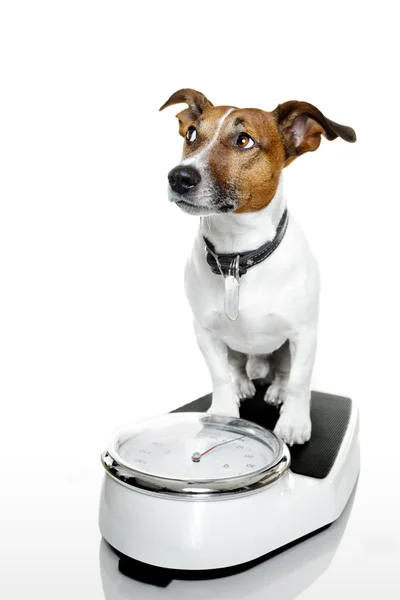 Cão em uma escala — Fotografia de Stock