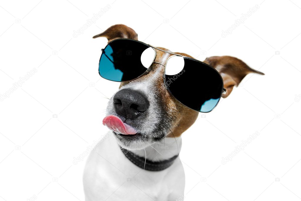 Dog sticking out the tongue