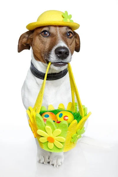 Hond bedrijf kleurrijke easter basket — Stockfoto