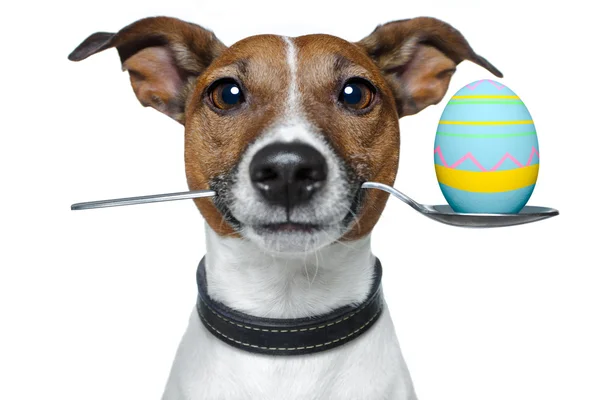 復活祭の卵とスプーン犬 — ストック写真