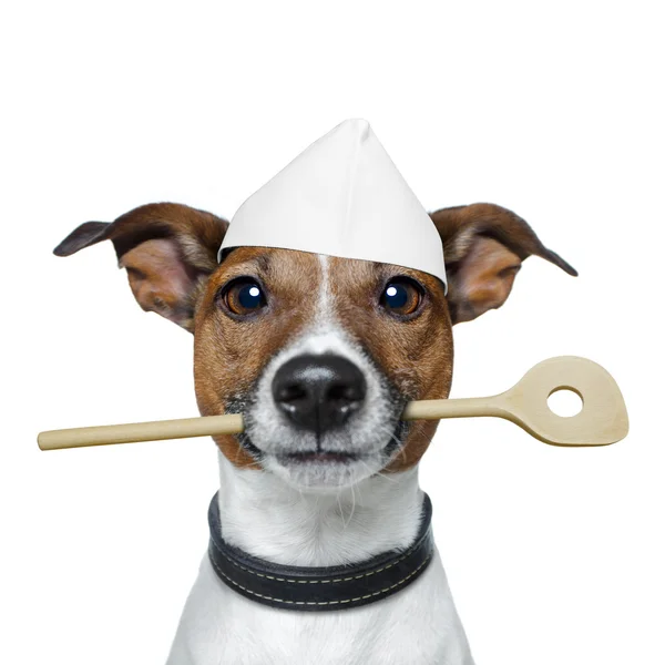 Şef köpek yemek kaşığı ile — Stok fotoğraf