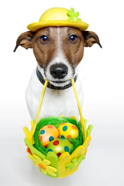 Hund hält bunten Osterkorb in der Hand — Stockfoto