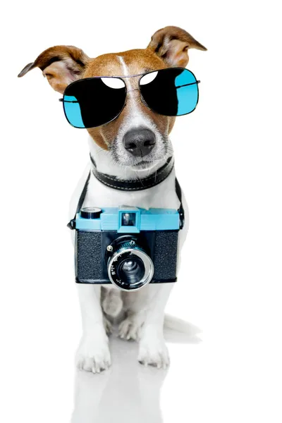 Dog camera Stock Photo