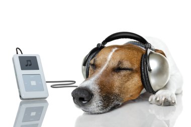 köpek ile bir müzik çalar müzik dinle