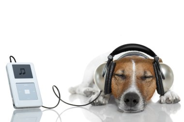 köpek ile bir müzik çalar müzik dinle