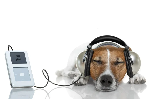 Собака слушает музыку с помощью музыкального проигрывателя — стоковое фото