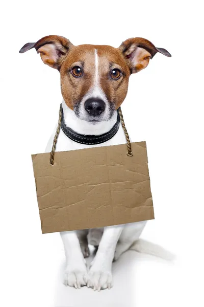 Cão com papelão vazio — Fotografia de Stock