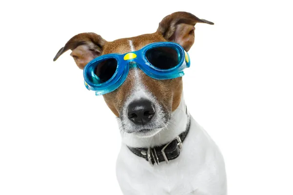 Σκύλος με μπλε γυαλιά — Φωτογραφία Αρχείου