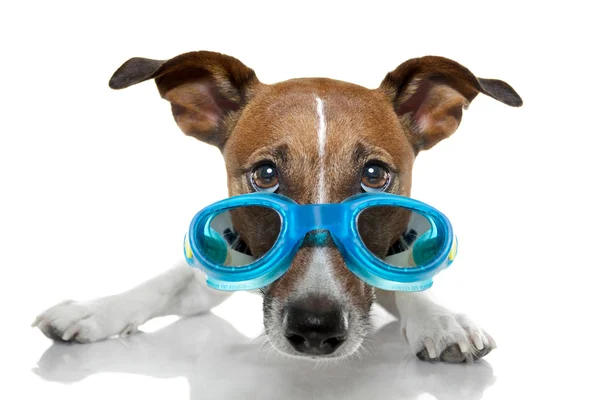 Kék szemüveges kutya — Stock Fotó