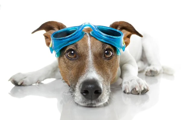 Hond met blauwe bril — Stockfoto