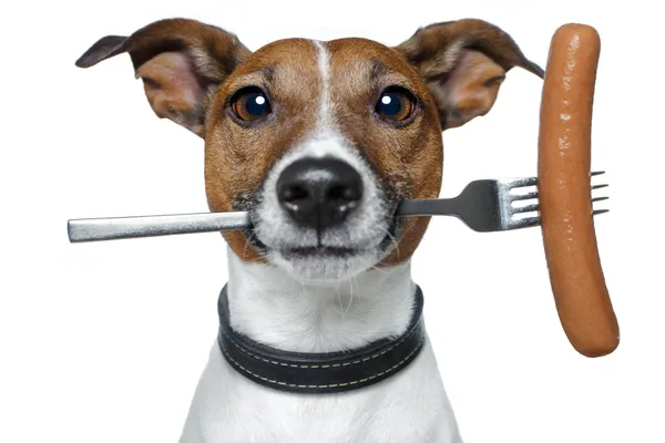 Голодная собака с колбасой на вилке — стоковое фото