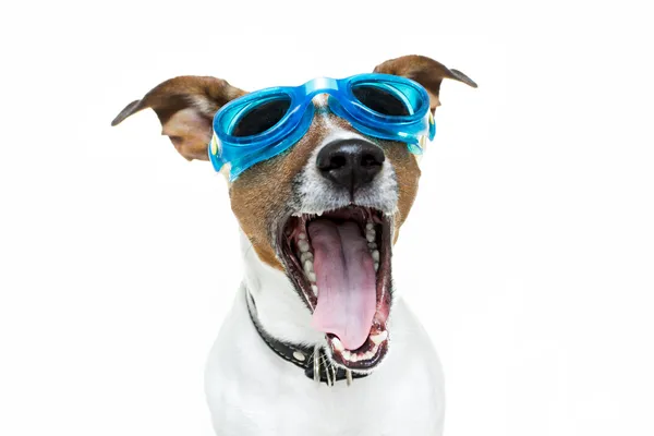 Dog with blue goggles — Stock Photo, Image