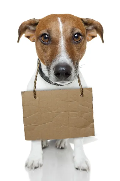 Pes s prázdnou lepenky — Stock fotografie