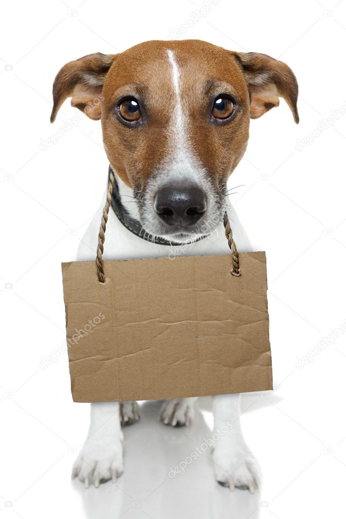 Dog with empty cardboard