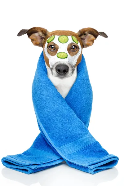 Perro con toalla azul y máscara de crema — Foto de Stock