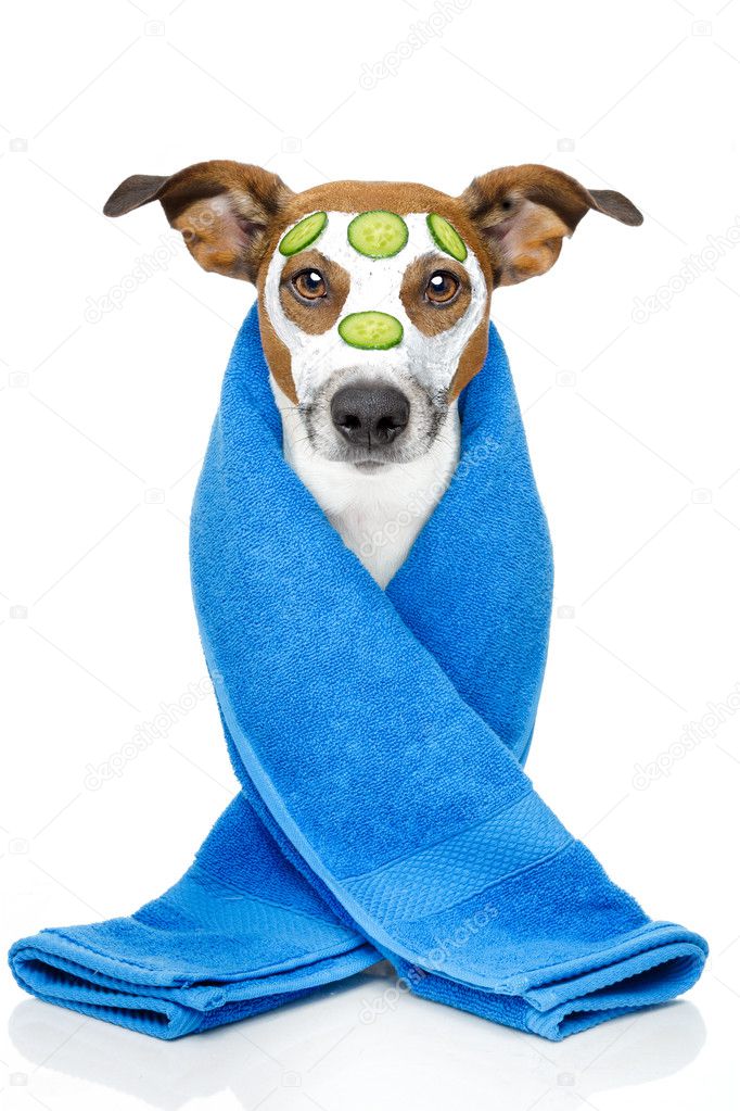 Dog with blue towel and a cream mask