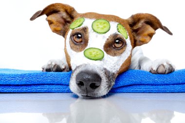 Dog with blue towel and a cream mask clipart