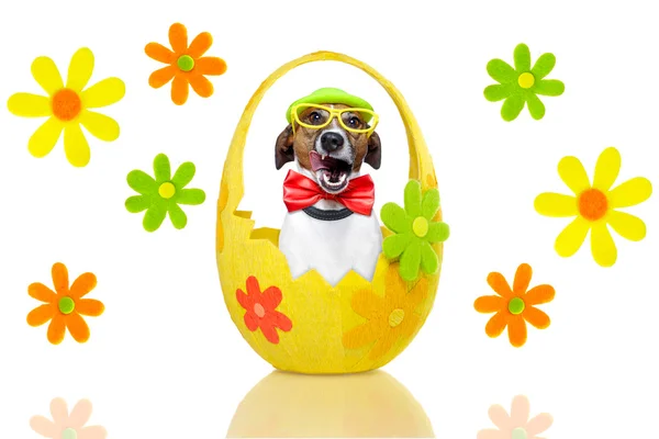 Cão em ovo de páscoa colorido — Fotografia de Stock
