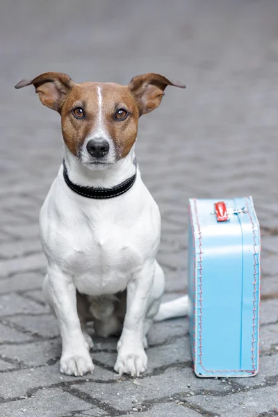 Hund mit Tasche — Stockfoto