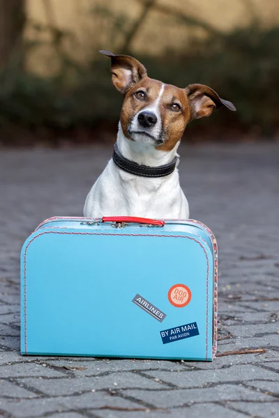 Bir çanta ile köpek — Stok fotoğraf