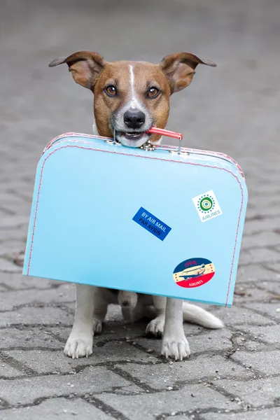 Собака с сумкой — стоковое фото