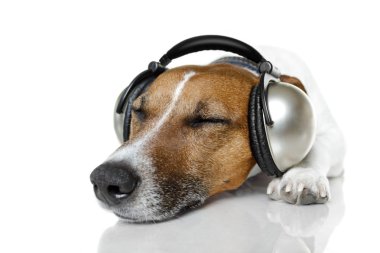 köpek ile bir müzik çalar müzik dinle