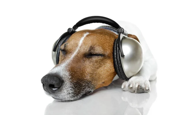 Dog listen to music with a music player — Stock Photo, Image