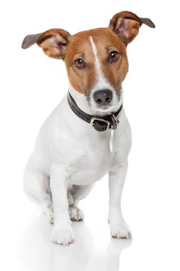 Jack russell terrier clipart