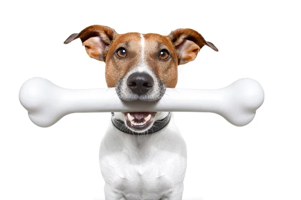 Dog with a white bone — Stock Photo, Image