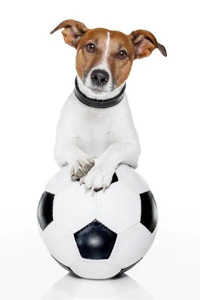 Σκυλί με μια μπάλα ποδοσφαίρου λευκό — Φωτογραφία Αρχείου