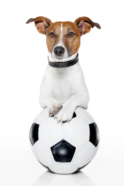 Σκυλί με μια μπάλα ποδοσφαίρου λευκό — Φωτογραφία Αρχείου