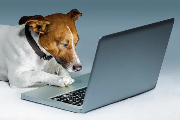 与计算机的狗 — 图库照片