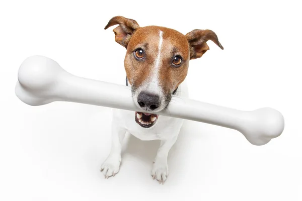 Dog with a white bone Royalty Free Stock Images