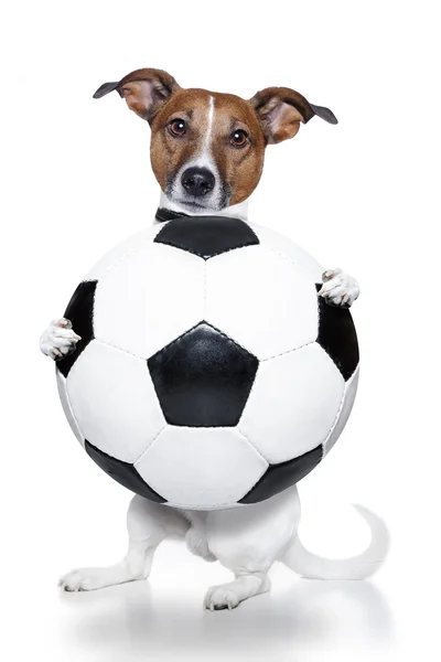 Cane con pallone da calcio bianco — Foto Stock