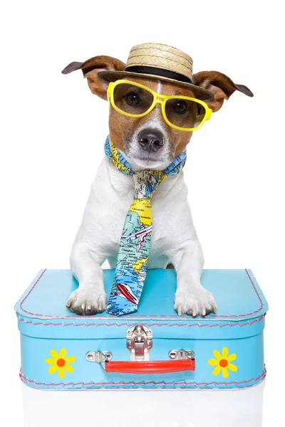 Hund als Tourist — Stockfoto