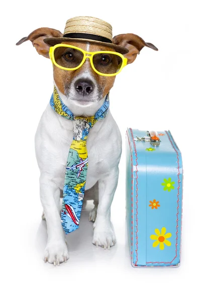 Dog as a tourist — Stock Photo, Image