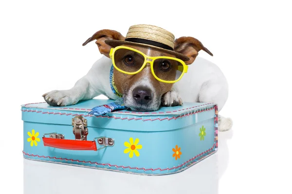 Cão como turista — Fotografia de Stock