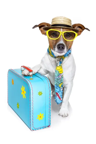 Dog as a tourist — Stock Photo, Image