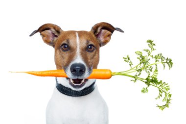 Healthy dog with a carrot clipart