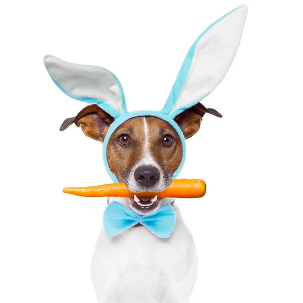 Cão com orelhas de coelho e uma cenoura — Fotografia de Stock