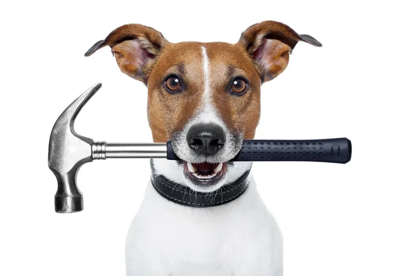 Handyman hund med en hammare — Stockfoto