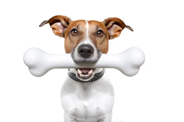 Perro con un hueso blanco — Foto de Stock