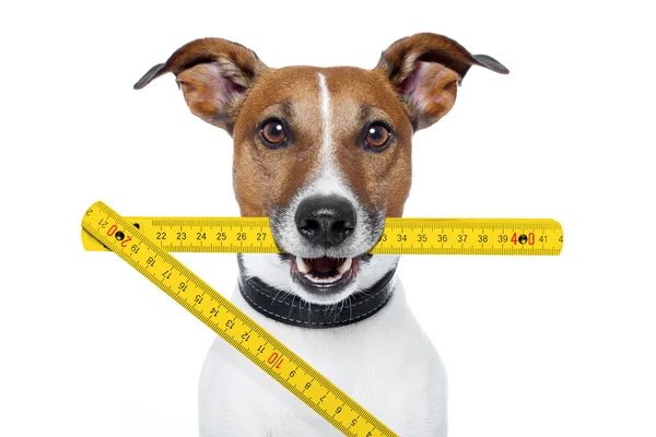 Handyman perro con una regla amarilla plegable —  Fotos de Stock